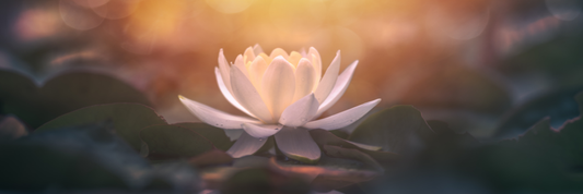 Mėnulio jaunatis Avino ženkle: iš vizijos į materijos veiksmą